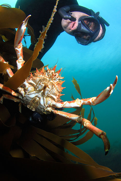 Photographie sous-marine d'illustration : plongeur en apne et pche sous-marine - Frdric LECHAT, photographe subaquatique professionnel Bretagne.