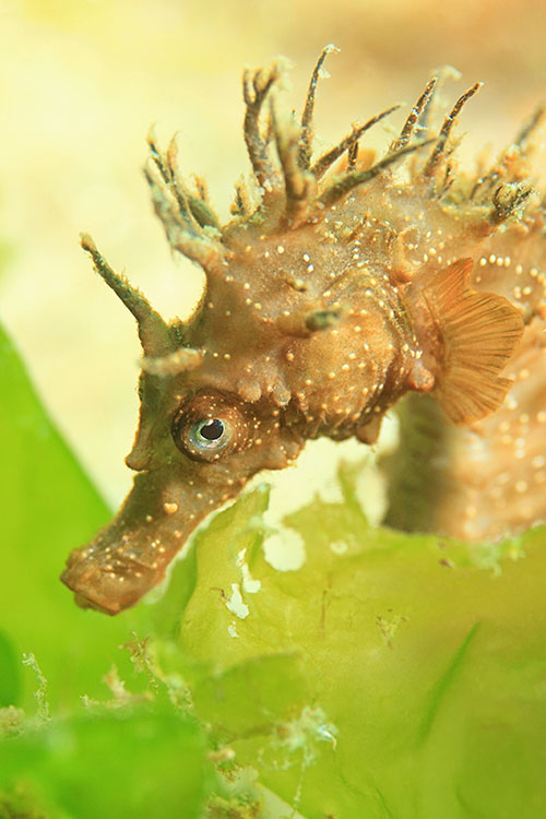 Illustration faune sous-marine : hippocampe Bretagne - Frdric LECHAT, photographe subaquatique.